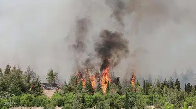 Denizli'deki orman yangını kaynak makinesinden sıçrayan kıvılcımdan çıkmış: 3 gözaltı