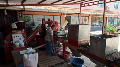 Bafra Ovası'nda 100 bin dekar alana ekilecek kışlık sebze için hazırlıklar başladı