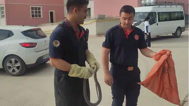 Vezirköprü'de sıcak havalar yılan görülme vakalarını artırdı