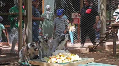 Antalya'da doğal yaşam parkındaki hayvanlara buzlu meyve ve fıskiyeli serinlik