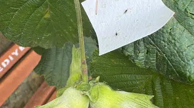 Trabzon, Ordu ve Giresun'da doğaya samuray arı salındı