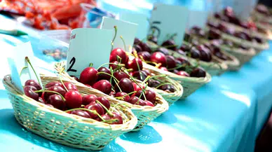 Bornova'da kiraz festivali heyecanı