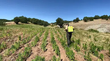 Diyarbakır'da 2 milyon kök kenevir ile 71 kilo esrar ele geçirildi