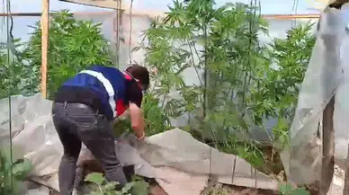Bahçesinde kenevir yetiştiren şüpheliye gözaltı