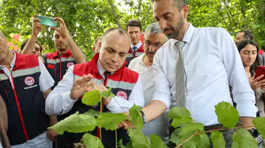 Arhavi'de Tarımsal Zararlılarla Biyolojik Mücadele: Samuray Arısı Doğaya Bırakıldı