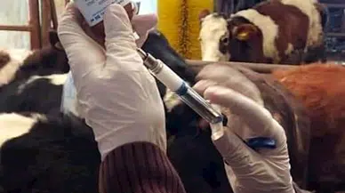 Seferihisar'daki 'şap' şüphesi asılsız çıktı