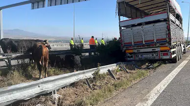 Niğde'de kurbanlık taşıyan TIR bariyerlere çarptı: 2 kişi yaralı, 7 büyükbaş öldü 