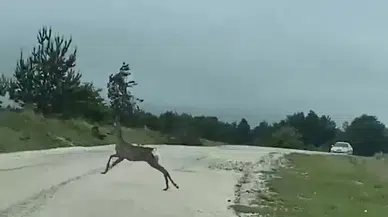 Amasya’da Vali Doruk'un eşi köy merasında karaca görüntüledi