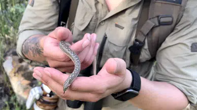 Türkiye'deki tek boa yılan türünü görüntüledi