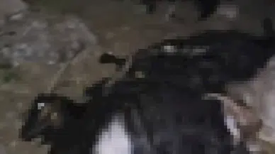 Şırnak’ta yıldırım düştü; 140 küçükbaş öldü