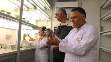 Yerli şeker pancarı tohumunda üretim başladı