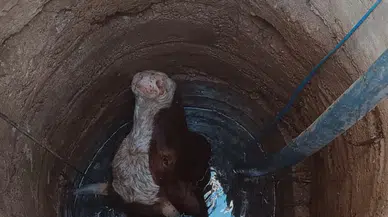 Mardin'de su kuyusuna düşen inek kurtarıldı 