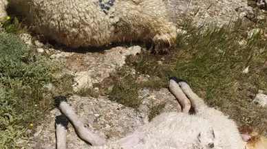 Sivas'ta yıldırım düştü; sürüdeki 38 koyun öldü