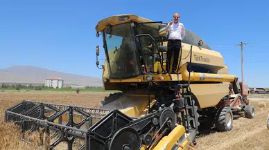 Üniversite tarlasında buğday hasadı başladı