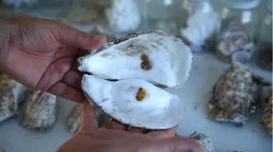 Pasifik istiridyesi, gemilere yapışarak taşındığı Karadeniz'in ekosistemine adapte oldu