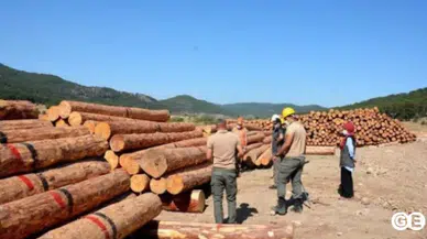 Bayındır Orman İşletme Müdürlüğü 10.000 M3 Orman Emvali İstifleme İşi İçin İhale Açtı!