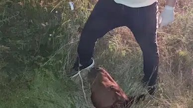 Manisa'da su dolu çukura düşen yılkı atına 5 saat süren tedavi