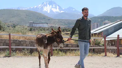 Sahiplerinin terk ettiği eşek, yaşamını çiftlikte sürdürecek