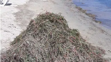 Balıkesir'de koruma altındaki deniz çayırları söküldü