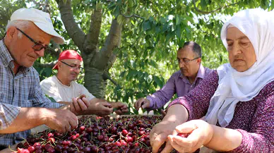 Apolyont kirazında bu yıl rekolte beklentisi düştü