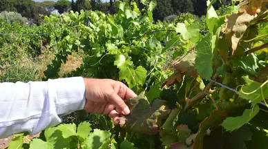 Haziran sıcakları, meyve ağaçlarını kuruttu