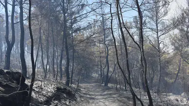 Menderes'teki orman yangınları ile ilgili 1 tutuklama