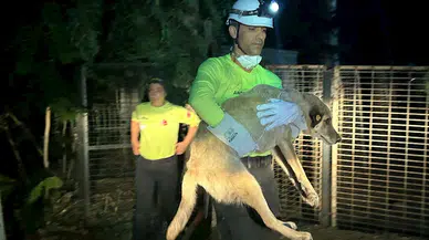 İzmir'de yangın nedeniyle 335 hayvan koruma altına alındı