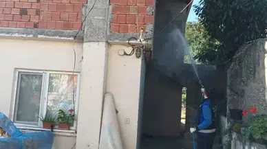 Trabzon'da Kahverengi Kokarca ile Mücadele İçin İlaçlama Çalışmaları Başladı