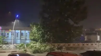 Rize Ardeşen’de Şiddetli Rüzgar Ağacın Dalını Kırdı