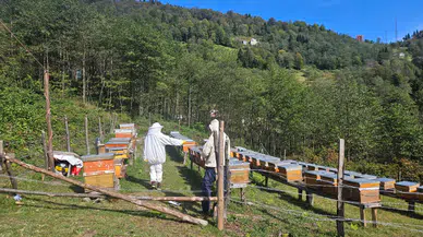 Şalpazarı'nda Arıcılık İçin Kovan Tespit Çalışmaları Devam Ediyor