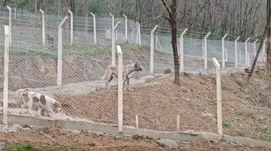 Borçka'da Sokak Hayvanları İçin Yeni Bir Destek Merkezi Açıldı: Modern Barınak Hizmete Girdi
