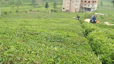 Yerli ve Milli Çay Müstahsilleri: Bereketli Sezon, Gururlu Emek