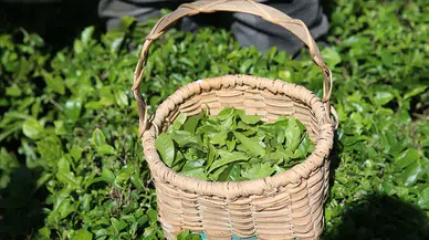 ÇAYKUR'da yarından itibaren randevulu yaş çay alım sistemine geçilecek