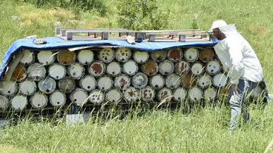 Bitlis balı Paris’te 'Altın Bal' ödülü aldı