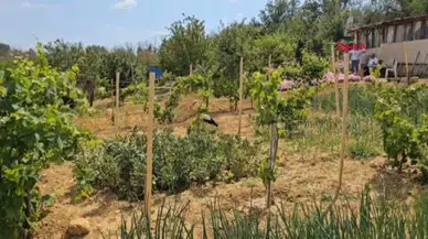 Yaralı leylek 'Pamuk', Edirne'deki Amaç ailesinin bahçesinde tedaviye alındı