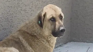 Büyükçekmece'de Otomobilin Köpeğe Çarptığı Anlar Güvenlik Kamerasında Kaydedildi!