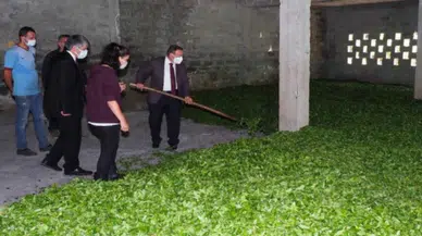 Rize'deki kadın çay eksperleri tuvalet eksikliğiyle mücadele ediyor, ÇAYKUR'dan çözüm bekleniyor.
