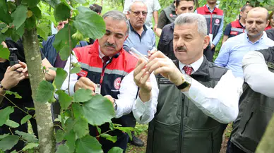 Artvin’de Kahverengi Kokarca ile Biyolojik Mücadele: 80 Bin Samuray Arısı Doğaya Salınacak