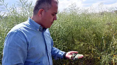 Kanola tarlalarındaki tırtıl alarmı üreticileri tedirgin etti, ilaçlama başladı