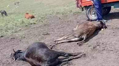 Erzurum Oltu’da Yıldırım Düşmesi Sonucu 4 Büyükbaş Hayvan Telef Oldu