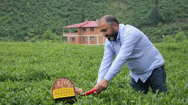 ÇAYKUR 2025 yaş çay sezonuna hızlı başladı, üreticilere destek sürüyor