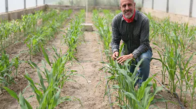 Mısır'da Kuraklığa Dayanıklı Tarım Türlerine Önemli Gelişme!