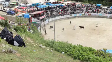 Ayder'de boğa güreşleri heyecanı