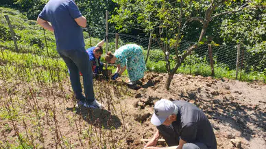 Sürmene'de Salep Hasadı Başladı, Sürdürülebilir Tarım İçin Önemli Adım!