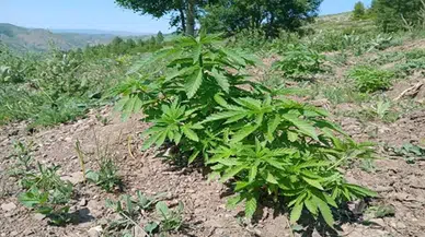 Bingöl'de Jandarma, 700 Kök Kenevir Ele Geçirdi, Soruşturma Başlatıldı