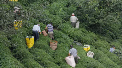 ÇAYKUR 2025'te serbest yaş çay alımına geçerek üreticilere büyük bir fırsat sundu