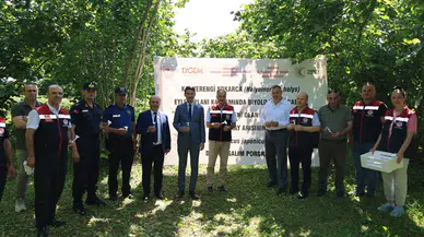 Kahverengi Kokarca ile Mücadelede Samuray Arısı Salımı Başladı