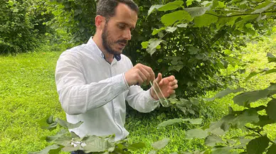 Hayrat'ta samuray arısı ile kahverengi kokarca zararlısına biyolojik mücadele başlatıldı