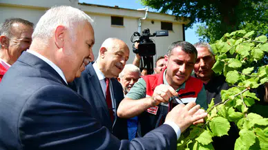 Trabzon'da samuray arılarıyla kahverengi kokarca mücadelesi başlatıldı