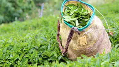 ÇAYKUR 2025 yaş çay alım fiyatını 25,44 TL olarak açıkladı, özel sektör fiyatları düşüşte!